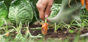 10 beneficii ale hranei ecologice - de ce sa mancam sanatos 2