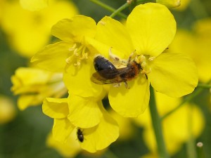 Canola - uleiul de rapita cu 1000 de virtuti 2