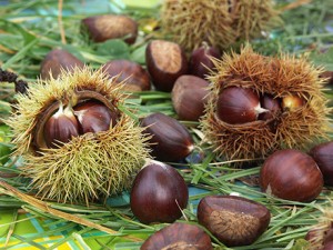 Castanele te ajută să ai o piele mereu tânără – efectele şi beneficiilor consumului de castane!