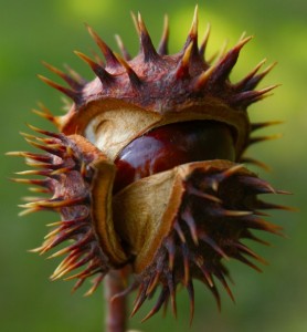 Castanele te ajută să ai o piele mereu tânără – efectele şi beneficiilor consumului de castane!