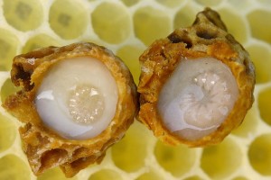 Tinerete fara batranete - remedii naturale impotriva stresului si a afectiunilor cauzate de acesta 3