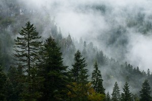 Totul trebuie sa fie in armonie cu cele 5 elemente naturale ale planetei pe care convietuim 2