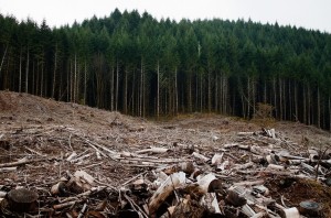 Totul trebuie sa fie in armonie cu cele 5 elemente naturale ale planetei pe care convietuim 3