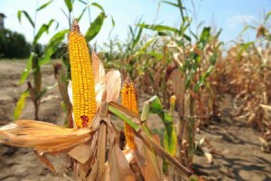 Astazi practicam agricultura in laborator, in loc sa lasam natura sa isi urmeze cursul 3