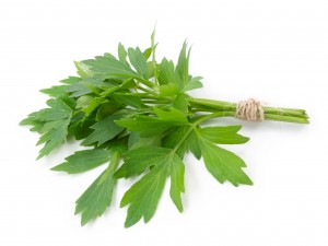 Leusteanul este inainte de toate o planta medicinala 2