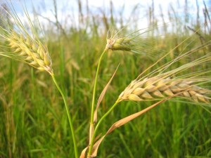 Orzul este campion la capitolul bogatia vitaminelor intre cereale 2