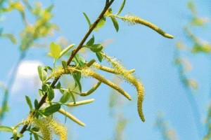 Ce simbolizeaza salcia de Florii - obiceiuri si traditii ale acestei sarbatori 3
