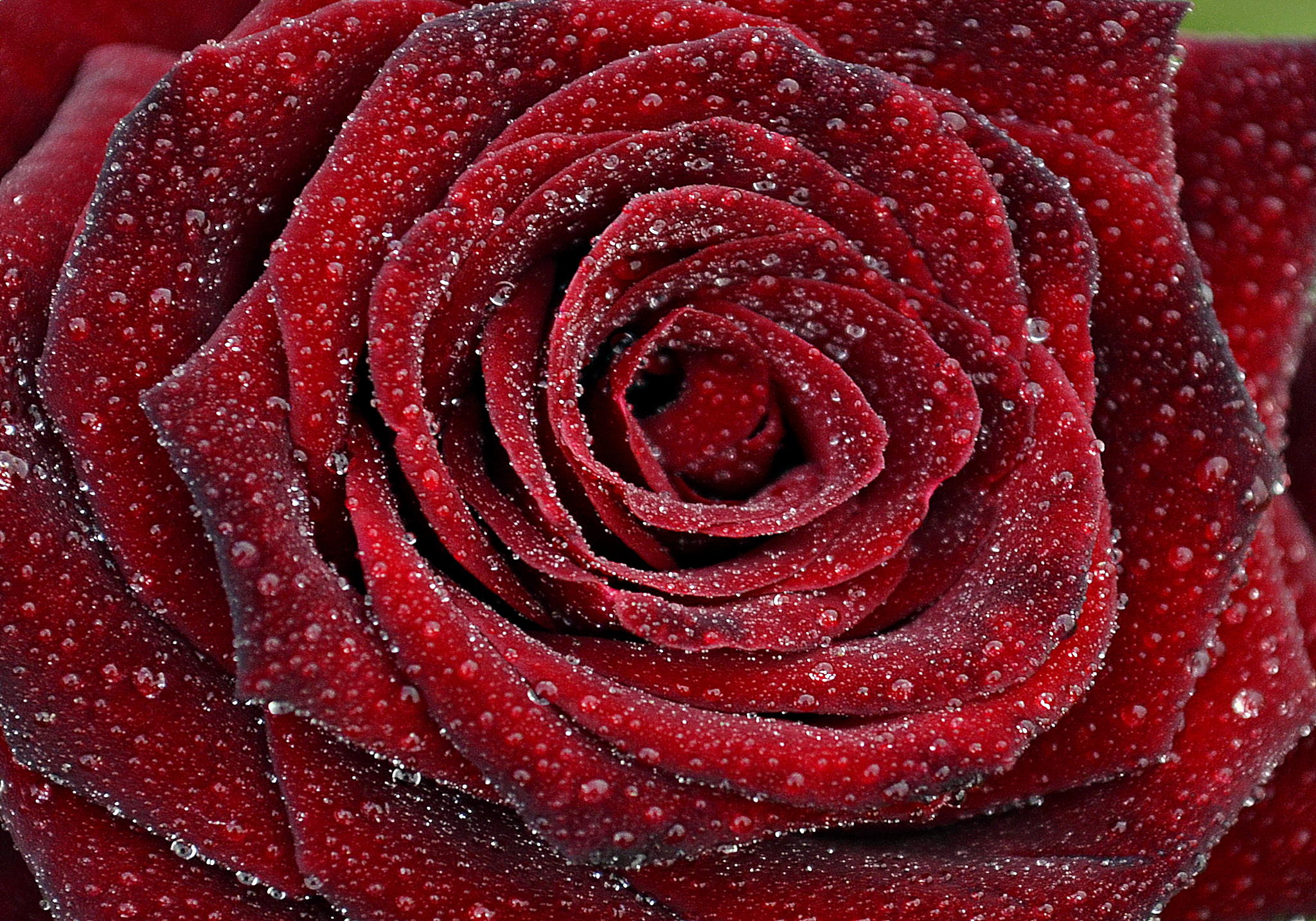 Ce Inseamnă Cand Visezi Trandafiri Interpretarea Visului In Care
