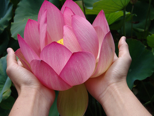 10 smboluri spirituale floarea de Lotus