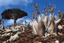 Socotra,10 locuri spirituale care